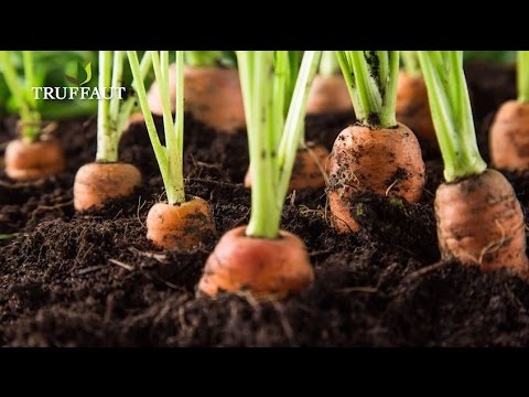 , title : 'Comment semer des carottes ? - Truffaut'
