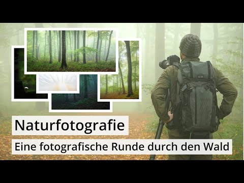 Naturfotografie: Herbstliche Fotografie im Wald mit Nebel, Bäumen und Pilzen