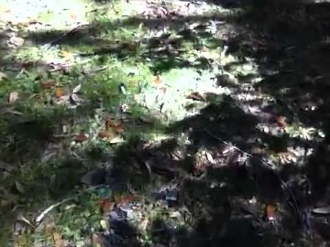 TheDailyWoo - 224 (2/10/13) - Frogs VS Bees