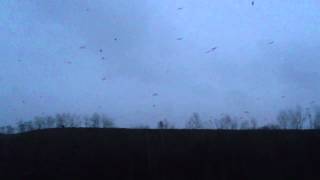 preview picture of video 'The Crows Of Stellarton,Stellarton,Nova Scotia'