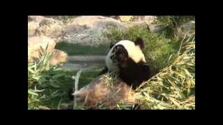 preview picture of video 'Zoo de Bauval pandas et koals'
