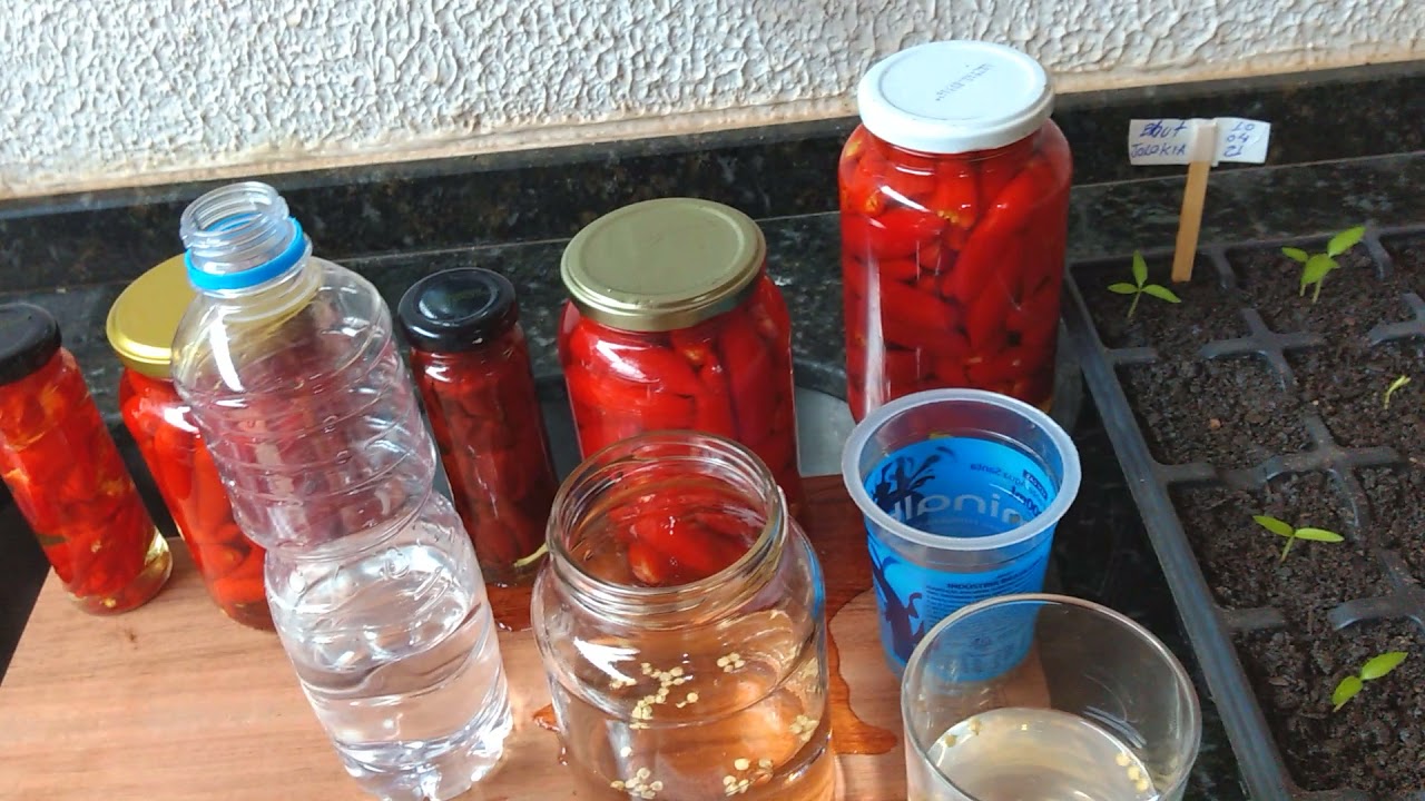 Como quebrar a dormência das sementes!