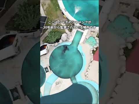 マナティー:特徴、生息地、摂食および繁殖