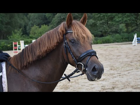 Great Gatsby von Golden Grey NRW x Constantin *2020