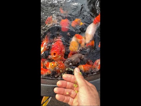 Preparing CUCUMBER for my goldfish