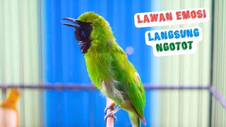 Download lagu Cucak Ijo Gacor Paling Ampuh Buat Memancing Emosi Ijo Lain! Langsung Jamtrok Auto Tarung mp3