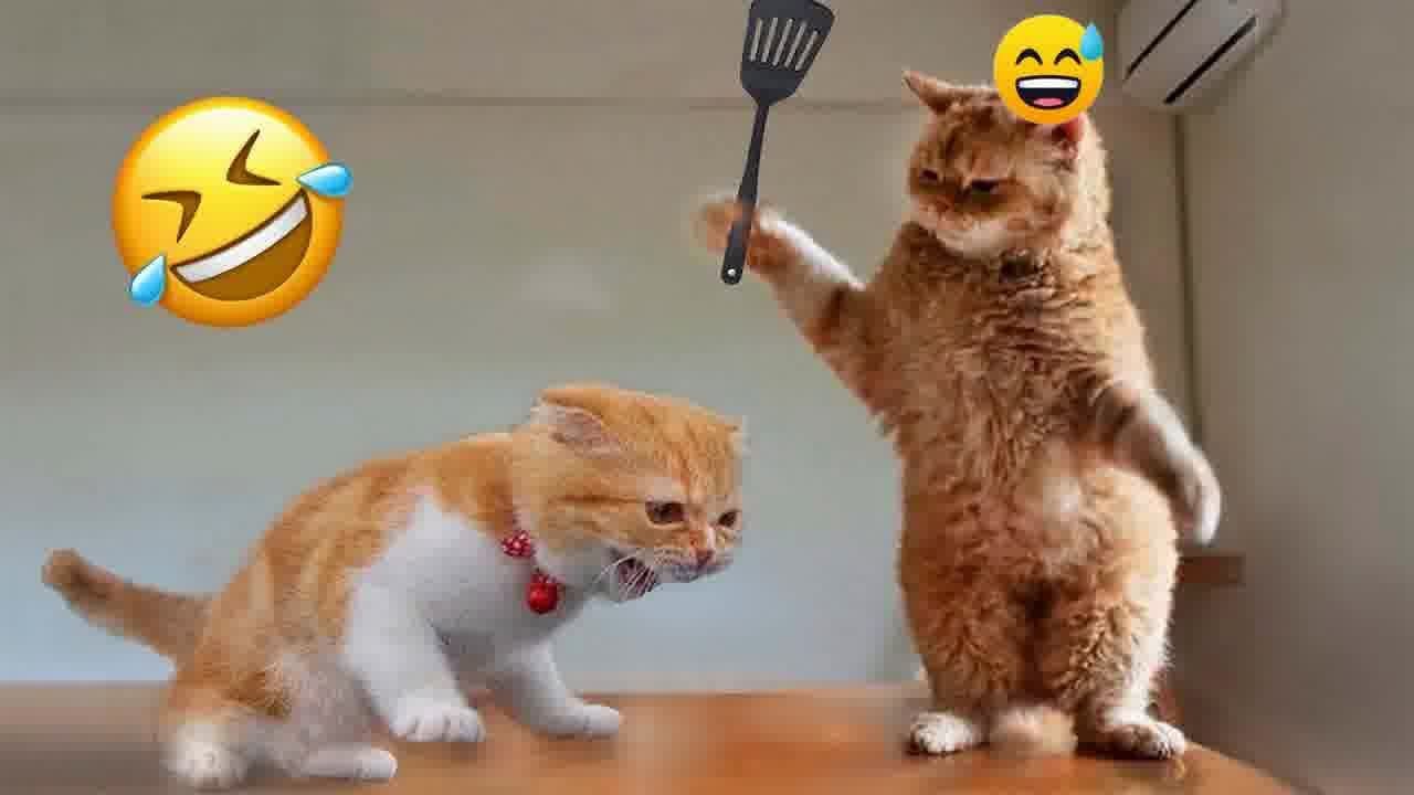 You Laugh You Lose😺🐶Funniest Dogs and Cats 2024😛