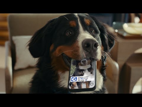 Rex, the wrecking dog | Chewy Commercial