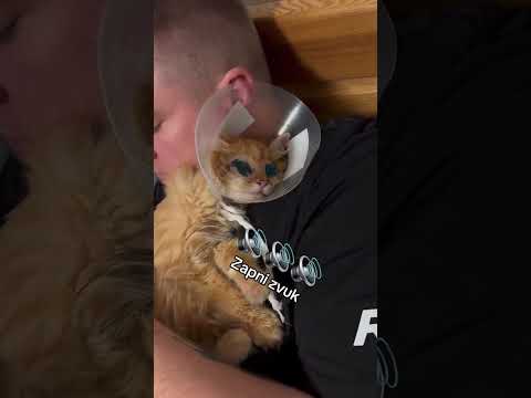 Slepý kocour se mazlí 😻