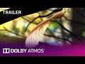 Dolby Atmos: 