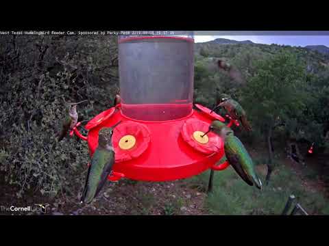 Female Rivoli's Hummingbird Towers Over Feeder Visitors – Sept. 8, 2019