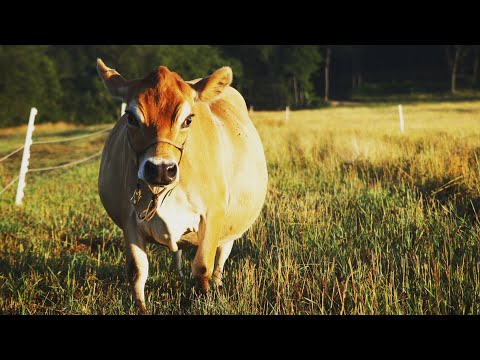 ONE DISEASED COW, Will We Destroy The Whole Herd?