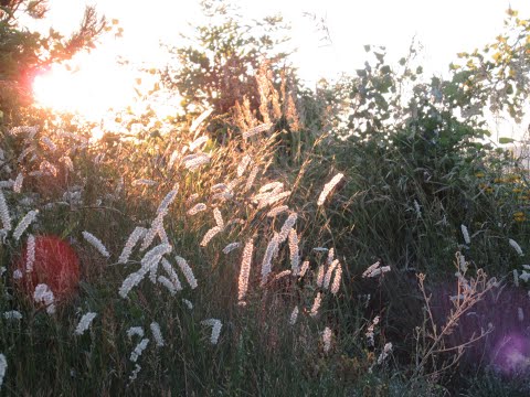 4/4 - Alles Leben ist PSYCHOLOGIE!