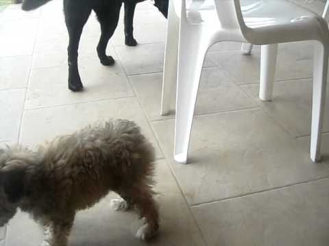 OFIR Y CANELITA .AVI