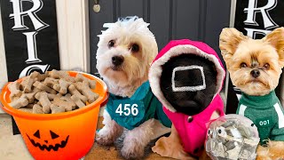 PUPPIES GO TRICK OR TREATING FOR THE FIRST TIME!! (DIY SQUID GAMES HALLOWEEN COSTUMES FOR DOGS