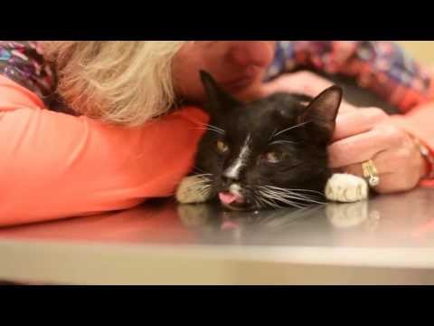 Diabetic 12yr old cat euthanasia