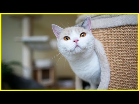 Erstausstattung für Katzen | Eine Katze zieht ein ✅