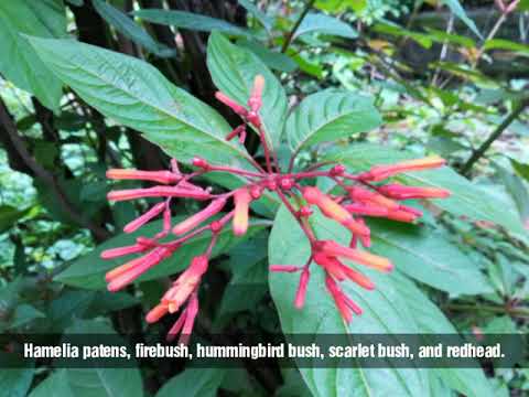 , title : 'Hamelia patens, firebush, hummingbird bush, scarlet bush, and redhead.