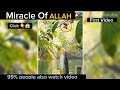 Miracle Of Allah Video Gemini Status Miracle Of Allah Status Whatsapp Status Video