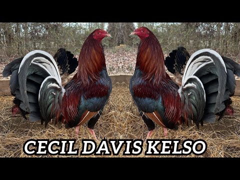 Pure Cecil Davis Kelso Dan Gray Roundhead Yellow Leg Hatch - Antonio Deras Big Farm
