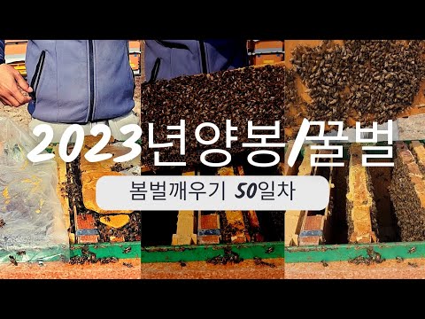 , title : '2023년 양봉/꿀벌 봄벌깨우기 50일차'