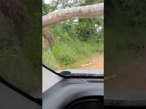 Passando debaixo de uma árvore caída em Juruena - MT 🌳 / #matogrosso #shorts