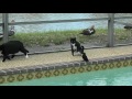 Tuxedo Cat Catches A Bird Happy Ending For The Bird