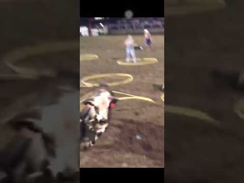 In The Battle Of Man Vs. Bull, Bull Sends Guy Flying 10 Feet