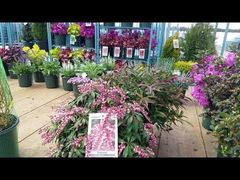 Pieris japonica 'Katsura' (Japanische Andromeda)