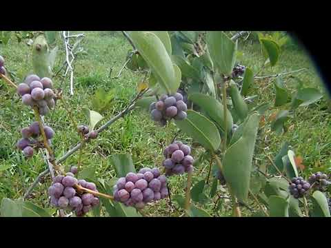 Japecanga fruta não comestível