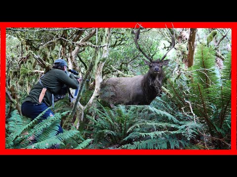 Seeing stags on day 1! Fiordland wapiti! Elk!