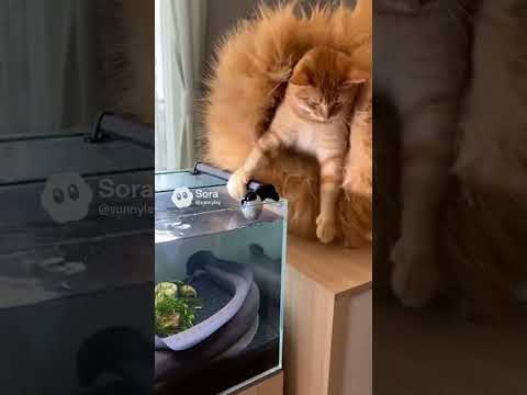 The electric eel made the orange cat's fur stand on end.#cat