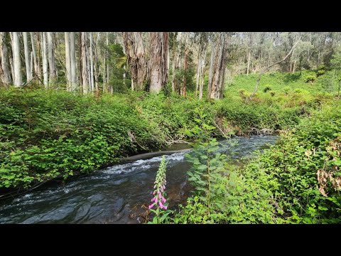 Remote Overnight Highcountry Solo Camping & Fishing Mission part 1