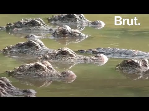 La Chine veut sauver son alligator !