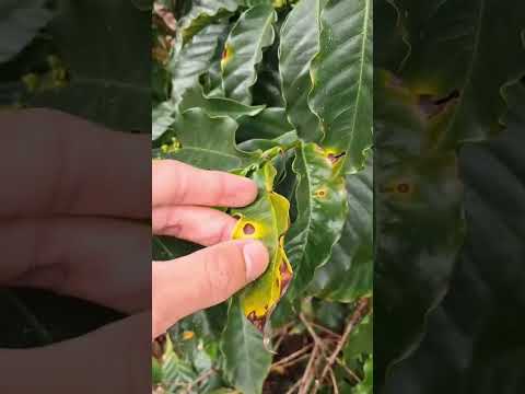 Visita técnica a propriedade de café