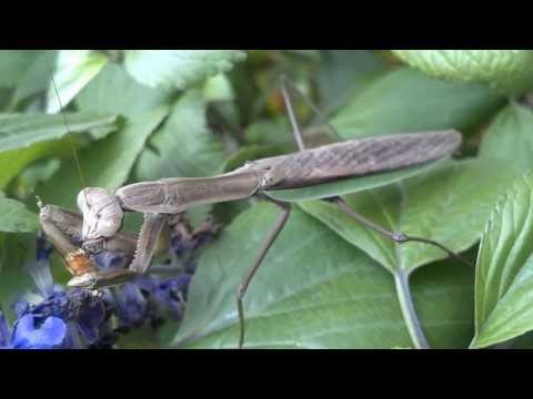 Pauline  The Praying Mantis having lunch
