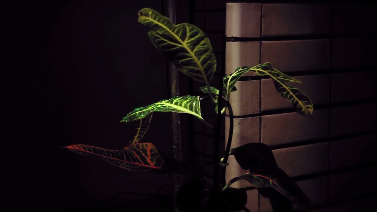 Chlorophyllian Beats