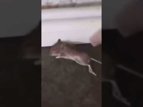 Elimina Ratones 🐁 con ALGODÓN #hagaloencasa #controldeplagas #hagaloustedmismo