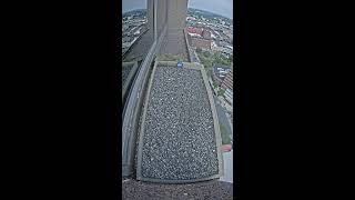 Monarch Place Live Falcon Cam 2020 live webcam