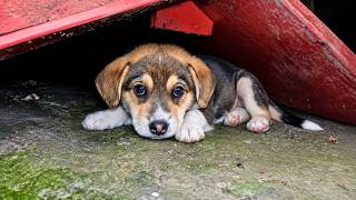 Abandoned Puppy Was Crying of Sadness Until This Happened