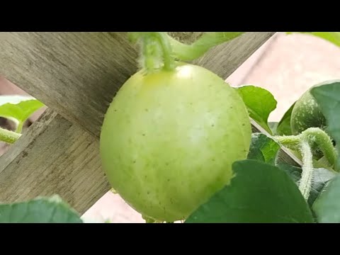 LEMON CUCUMBERS READY TO PICK & EAT!! THESE ACTUALLY LOOK LIKE LEMONS DON'T YOU THINK?#decoy #lemon?