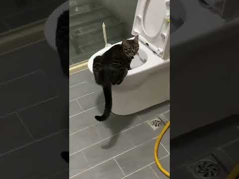 My cat skills….drink toilet water🥲