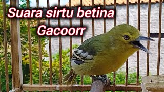 Download lagu Suara sirtu/cipoh betina gacor paling ampuh untuk pancingan sirtu gacor 100% langsung nyaut semua mp3