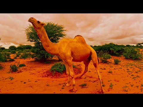 Shaqada Maalinlaha ah ee Geel jiraha