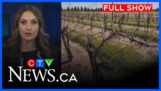 Harsh winter causes grape vine damage | CTV News Windsor at 6, Tues. June 2, 2026