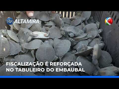 Órgãos intensificam ações para proteger quelônios em Senador José Porfírio (PA) | SBT Altamira