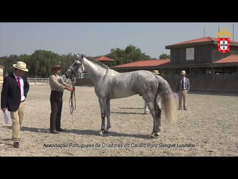 220716 7 Lorde Aprovação de Garanhões