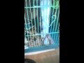 Crazy Flying Squirrel Dance