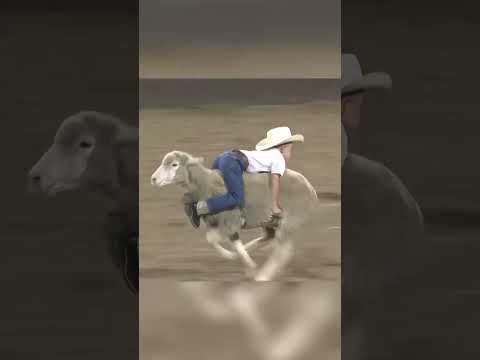 Kids riding sheep at a bull riding event!