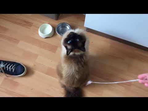 Teddy the Ragdoll cat vs Mowgli the Maine Coon cat